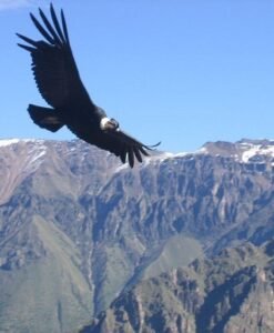 Arequipa