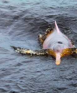 Iquitos Delfin Rosado