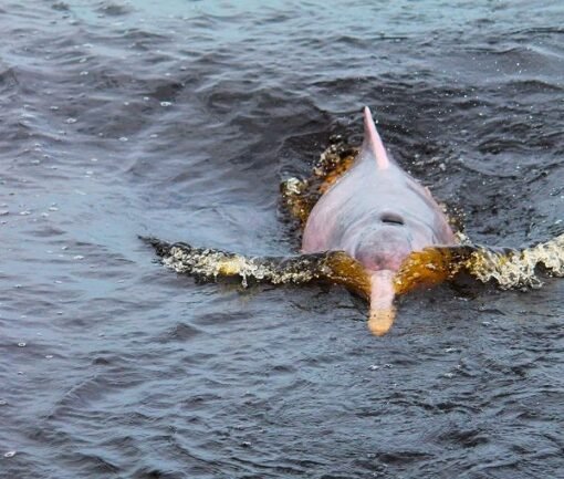 Iquitos Delfin Rosado