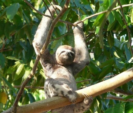 Iquitos Oso perezaoso