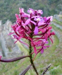 Orquideas en Camino Inca