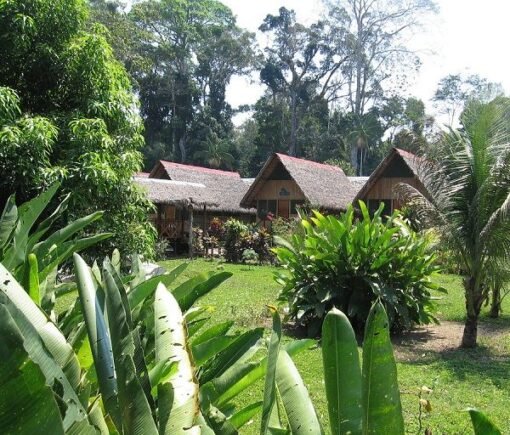 Selva Cocodrillo